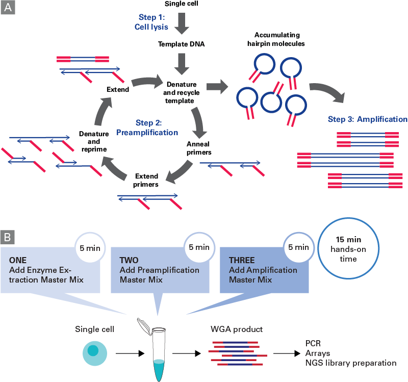 Next Generation Whole Genome Amplification Method For CNV And SNV