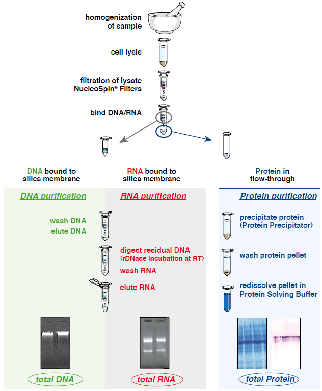 Nucleospin Triprep Parallel Isolation Of Rna Dna And Protein From