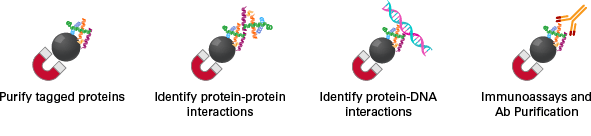 Magnetic Beads For Protein Purification