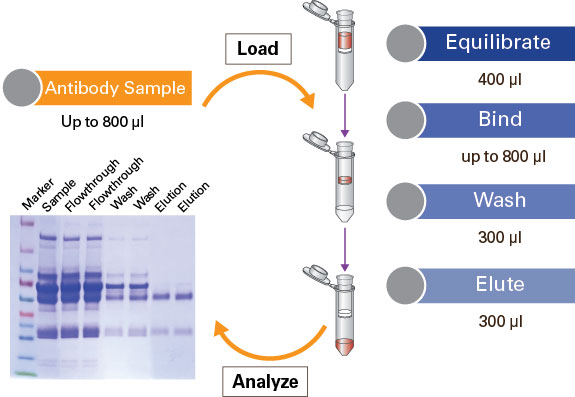 Rapid Screening Of Hybridoma Clones For The Best