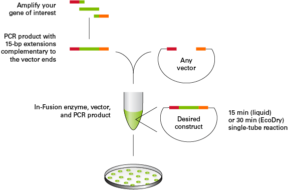 In‑Fusion Cloning tips and FAQs