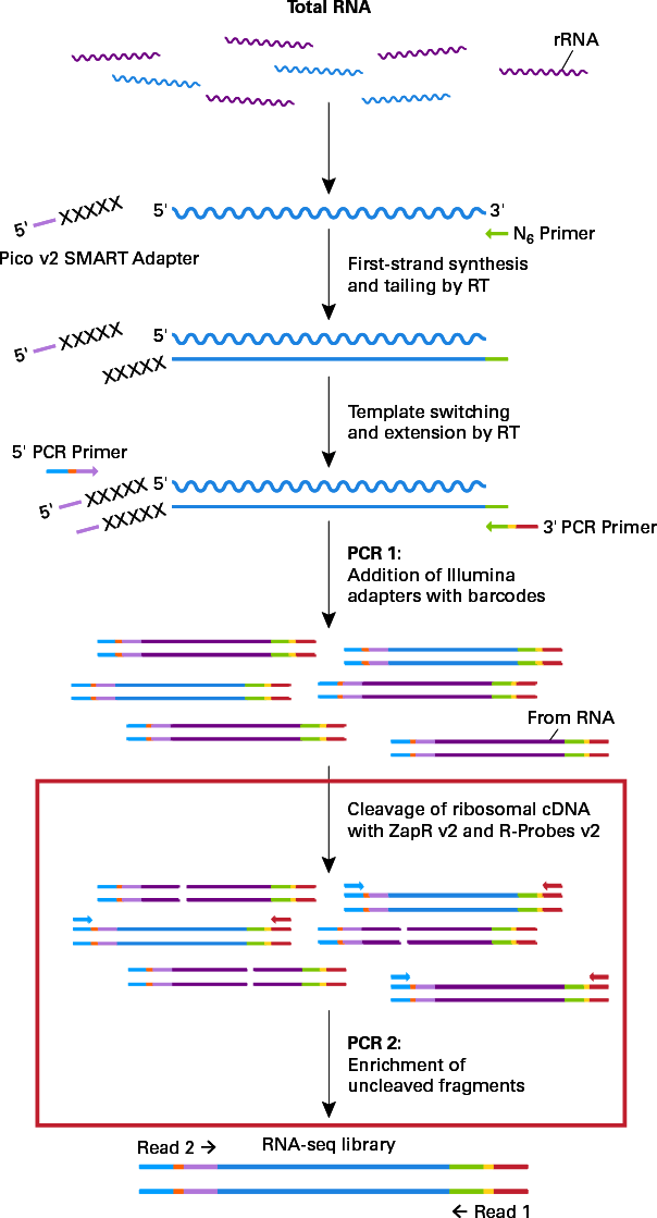 Low Input Rna Seq Kits