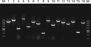 Colony PCR: Protocol Complete In Under An Hour