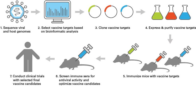 Vaccine Development