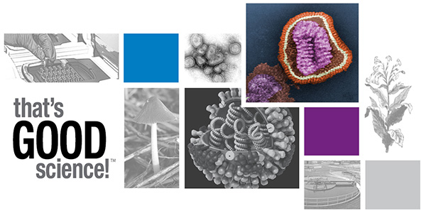 Fast polymerase PrimeSTAR Max