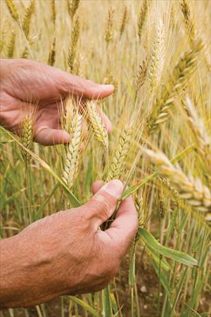 hands holding wheat 