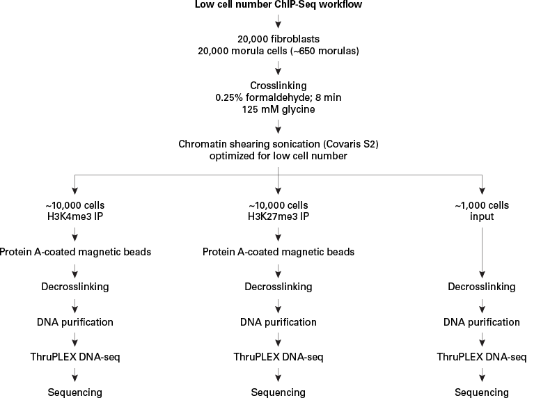 Low cell number ChIP-seq workflow