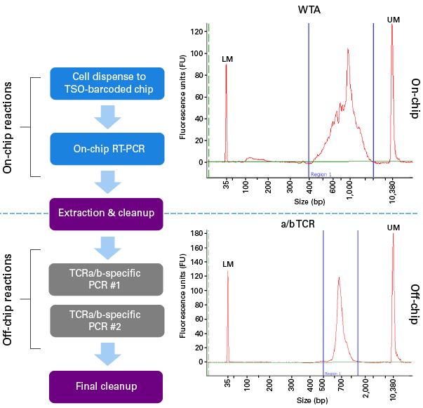 TCR-seq workflow