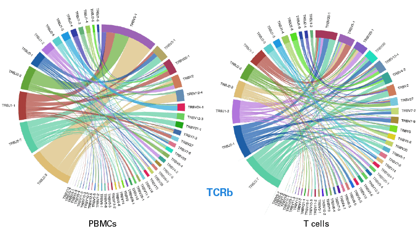 Chord diagrams reveal TCRb clonotype distributions