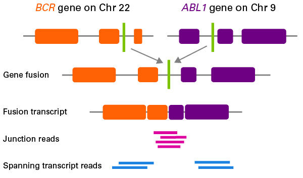 ICELL8 target enrichment