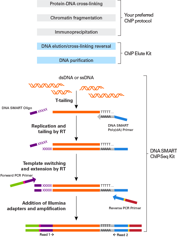 DNA SMART ChIP-seq kit technology