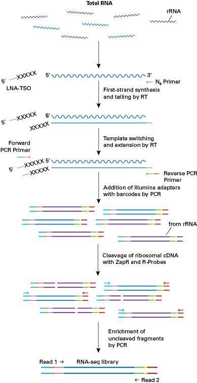 Technology schematic for the SMARTer Stranded Total RNA-Seq Kit - Pico Input Mammalian