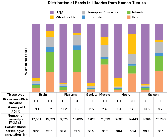 Improved exon mapping and transcript identification from human and rodent tissues