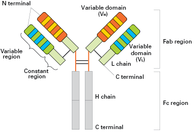 Antibody structure 