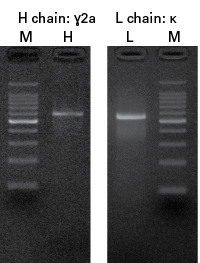 Gel electrophoresis confirmation of amplification products