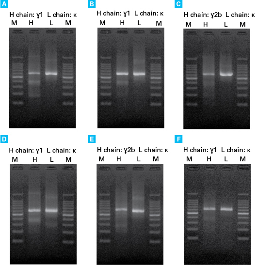 Successful cloning of variable antibody region from six different hybridoma strains