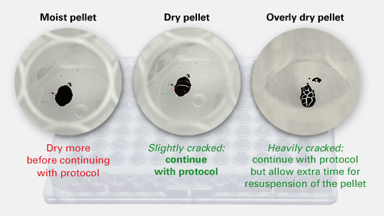 Ideal bead pellet maximizes cDNA yield