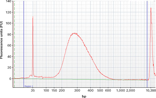 Library prep of Covaris-sheared cDNA ready for sequencing