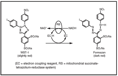 WST-1 cleavage