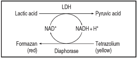 LDH reaction