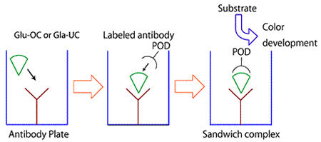 The Sandwich ELISA Format