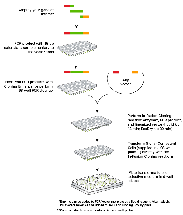 A Rapid, High-throughput Cloning Workflow For Antibody Development