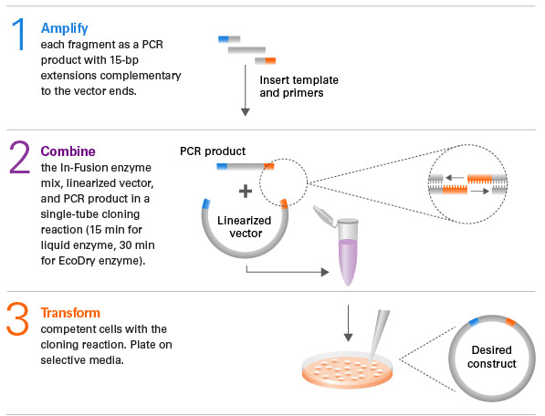 In-fusion cloning workflow overview.