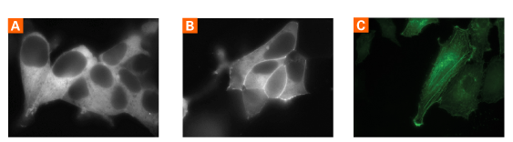 Use of AcGFP1 for fusions and fluorescence microscopy applications.