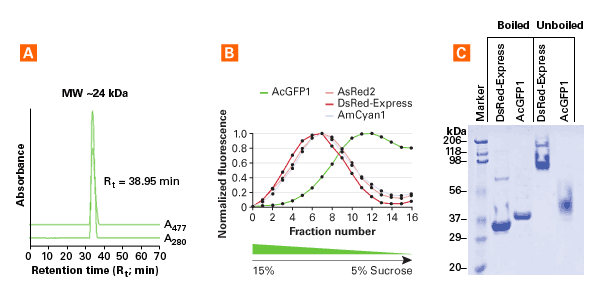 AcGFP1 is a monomeric protein, as shown by gel filtration chromatography, sucrose density ultracentrifugation, and pseudonative gel analysis.