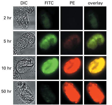 Fluorescent Timer under the control of the heat shock promoter hsp16-41 in a transgenic C. elegans embryo.