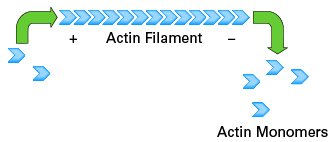 Dynamic polymerization and depolymerization of actin