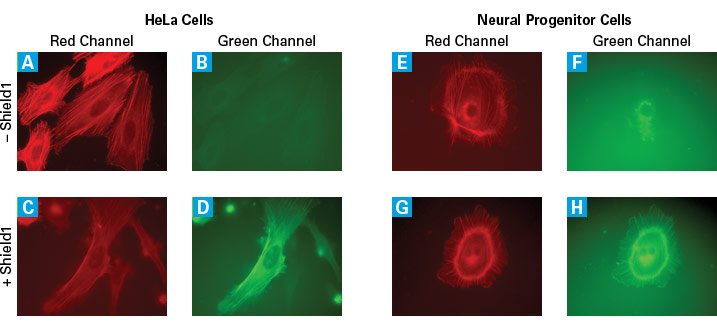 Controlling actin stability with the ProteoTuner system