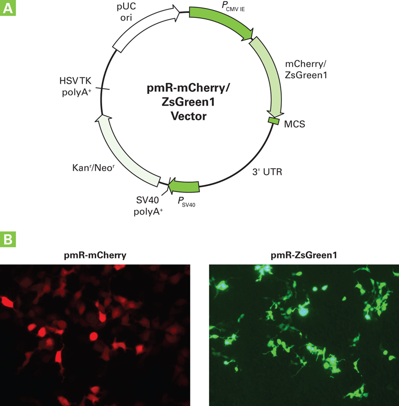 Vector map and transfection examples 