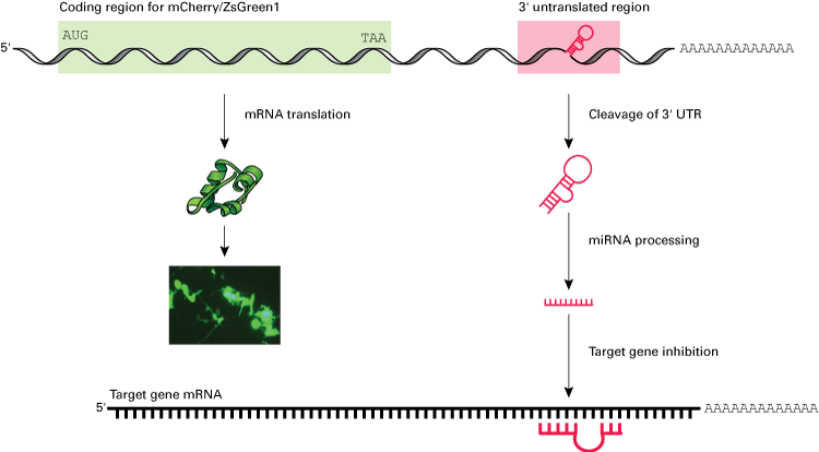 Overview of pmR miRNA expression vectors