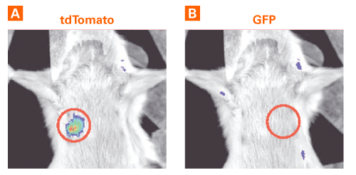 tdTomato detected 1 cm deep in the SCID mouse cadaver phantom model.