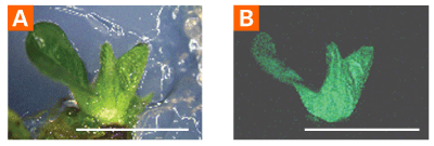 Soybean expressing ZsGreen green fluorescent protein.