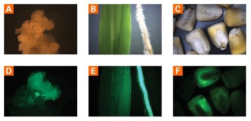 Maize expressing AcGFP green fluorescent protein.