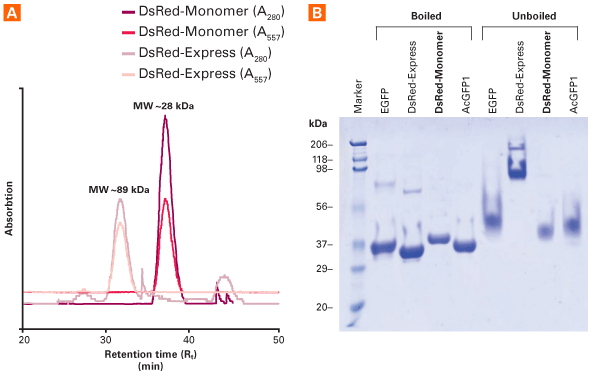 The monomeric nature of DsRed-Monomer protein (28 kDa) has been confirmed FPLC and gel electrophoresis.