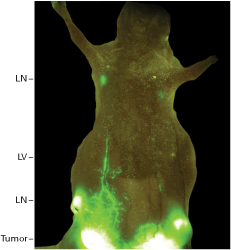 Breast cancer cells expressing ZsGreen1 were visualized with fluorescent whole body imaging.