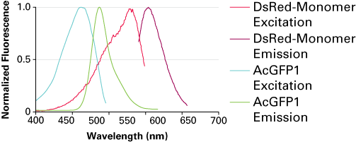 Fluorescence excitation and emission spectra of DsRed-Monomer and AcGFP1.