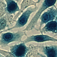 Beta galctosidase staining kit