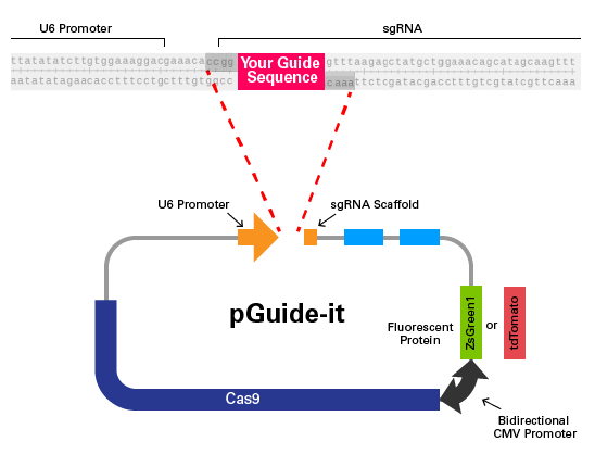 pGuide-it vector