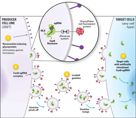 Guide-it CRISPR/Cas9 Gesicle Production System