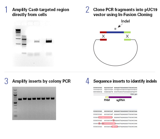 Guide-it indel identification kit overview