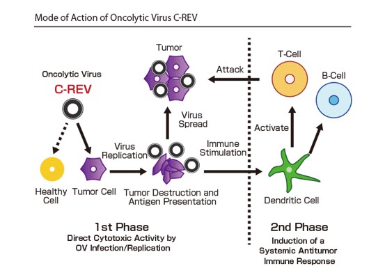 Mechanism of Cancer Treatment with Oncolytic Virus HF10