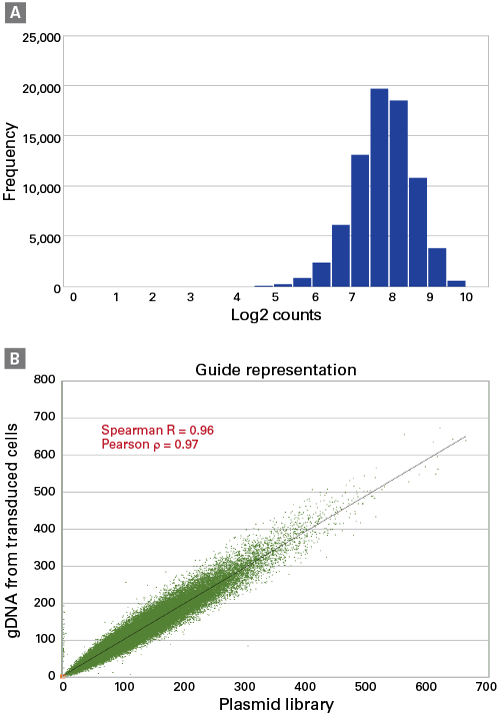 Does sgRNA representation change when producing and transducing virus?