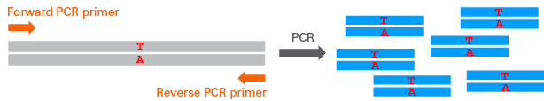 Forward and reverse primers (orange) for PCR amplification of the genomic region containing the target site