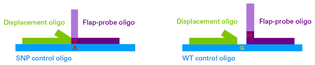 Displacement oligo (green) and flap-probe oligo (purple) for detecting the edited nucleotide in the PCR product, and SNP and wild-type (WT) control oligos (blue) for verifying the performance of the designed displacement and flap-probe oligos