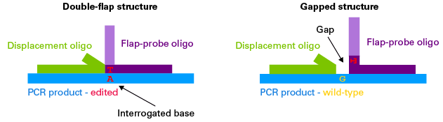 Tripartite structures formed by hybridization of the displacement oligo, flap-probe oligo, and PCR product during the SNP screening assay