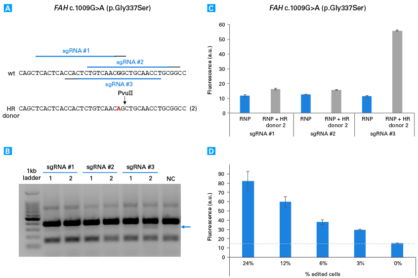 Detection of a CRISPR/Cas9-generated nucleotide substitution in a pool of edited cells using RFLP analysis and the Guide-it SNP Screening Kit